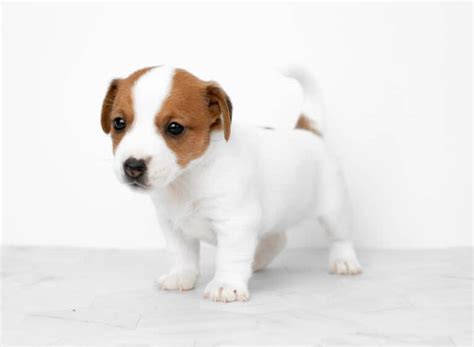 <strong>Puppies</strong> for Sale/Adoption. . Free puppy listings